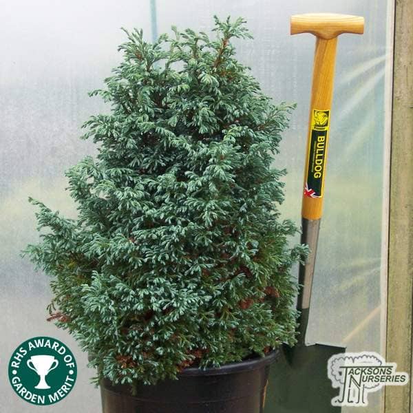 Buy Chamaecyparis pisifera 'Boulevard' online from Jacksons Nurseries